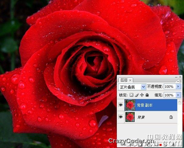 红色玫瑰,Photoshop快速把红色玫瑰变成金色调